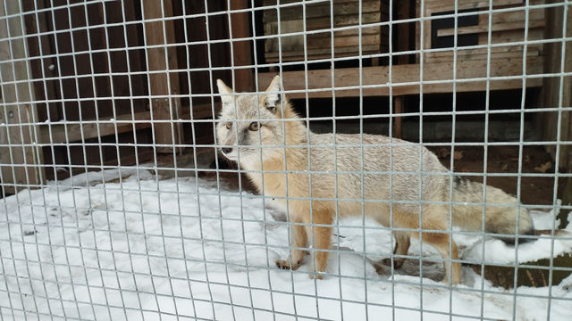 Tallinn Zoo - Estonia