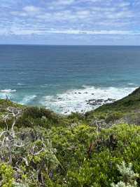🌊🚗 The Ultimate Great Ocean Road Adventure: Wildlife & Iconic Views 🦘🐨
