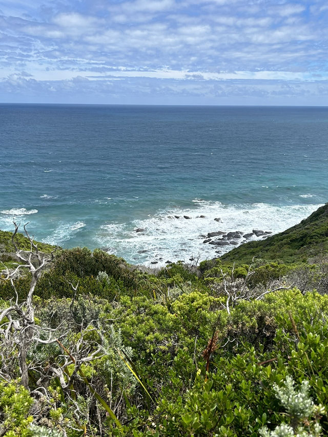 🌊🚗 The Ultimate Great Ocean Road Adventure: Wildlife & Iconic Views 🦘🐨