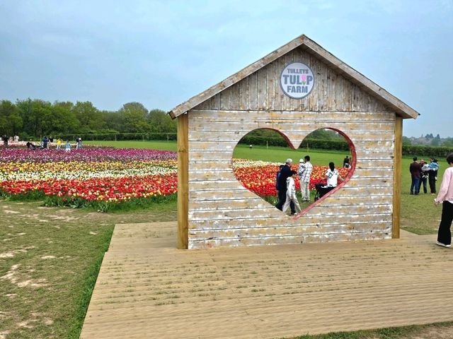 A Lovely Spring Day at Tulley's Tulip Farm, Hatton