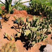 🚗🌵 Red Hills Desert Garden – The Perfect Scenic Stop Between National Parks 🦖🌺