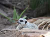 Toronga Zoo 