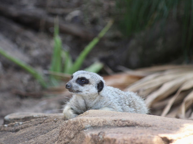 Toronga Zoo 