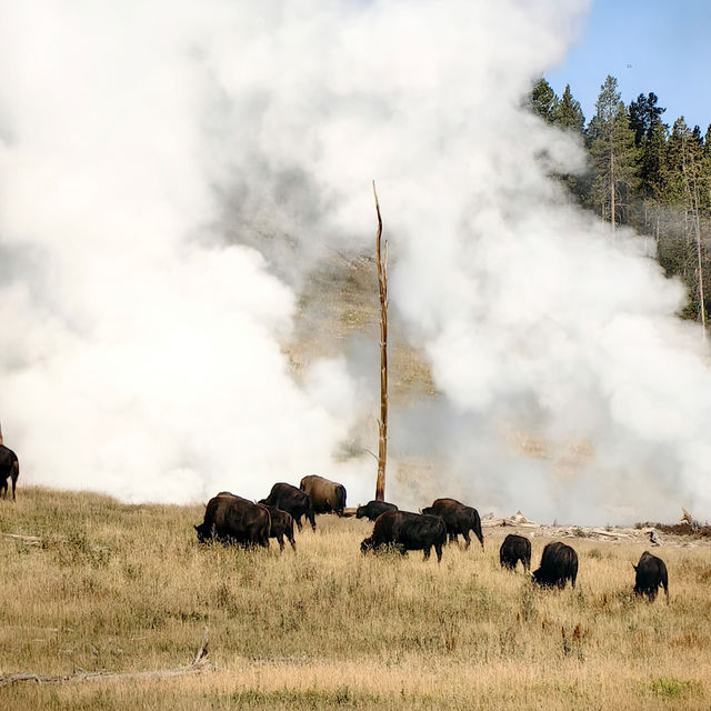 Yellowstone National Park Ultimate Transportation Guide