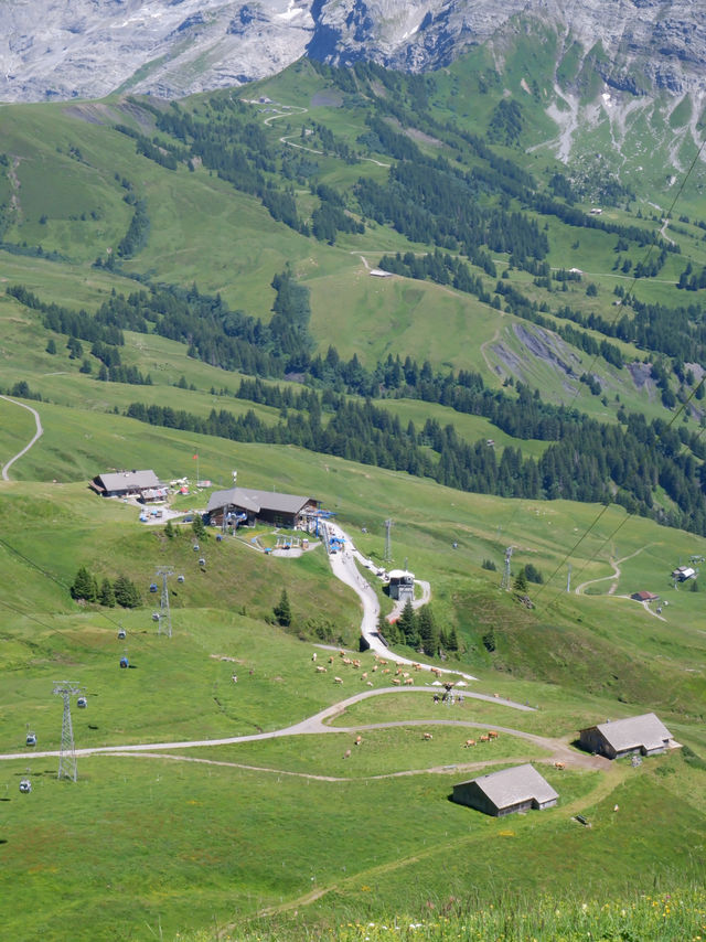 🏔️ รีวิว Grindelwald First – ประสบการณ์สุดขอบฟ้า