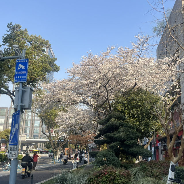 Ningbo in Spring: A Symphony of Blossoms and Timeless Water Town Charm