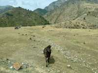 Wild Encounters: A Kyrgyzstan Summer Adventure