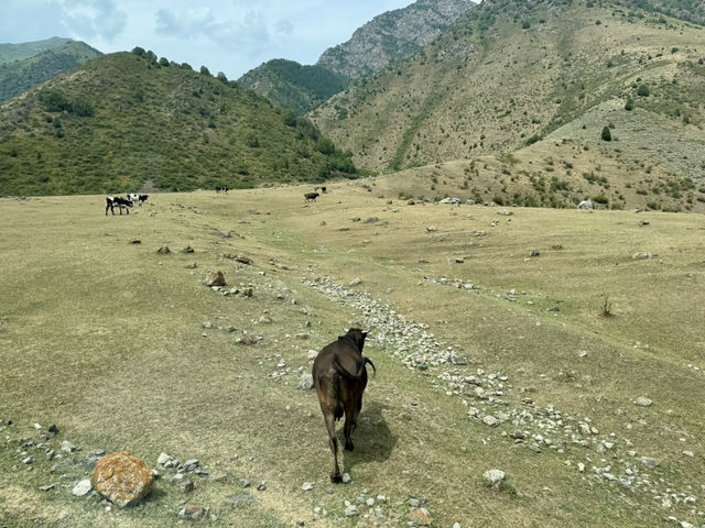 Wild Encounters: A Kyrgyzstan Summer Adventure