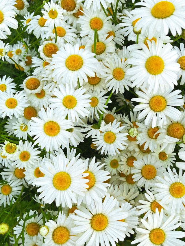 Daisy Bloom🐝in May Daisy Bloom🐝in May