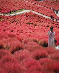 日本紅色波波草海🌺茨城海邊公園