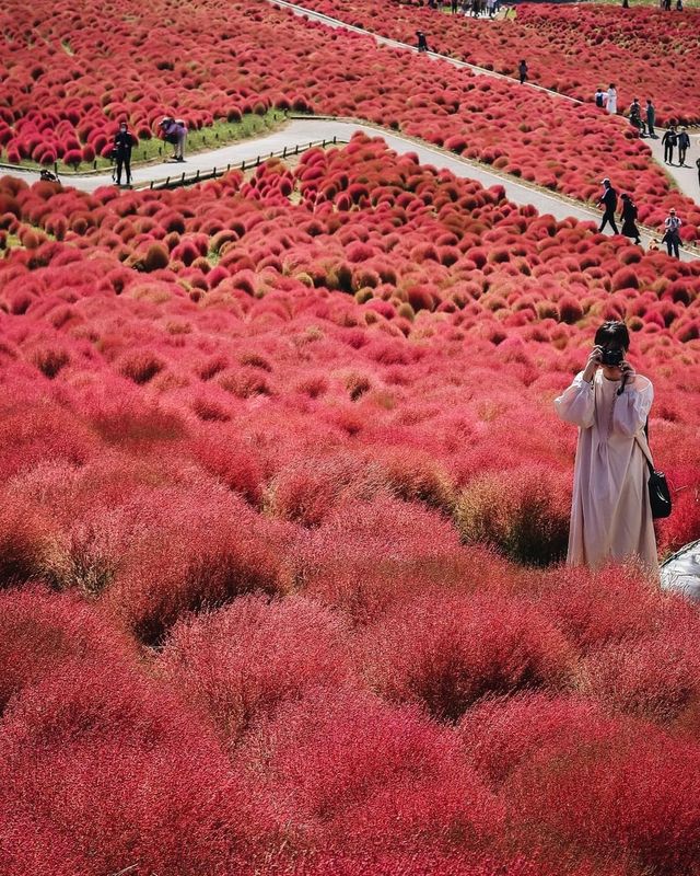 日本紅色波波草海🌺茨城海邊公園