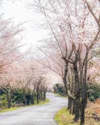 Jeju Island, a holy land for cherry blossom viewing.