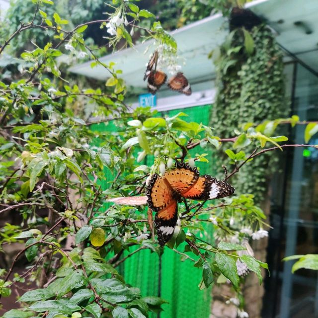 Butterfly 🦋 Garden 