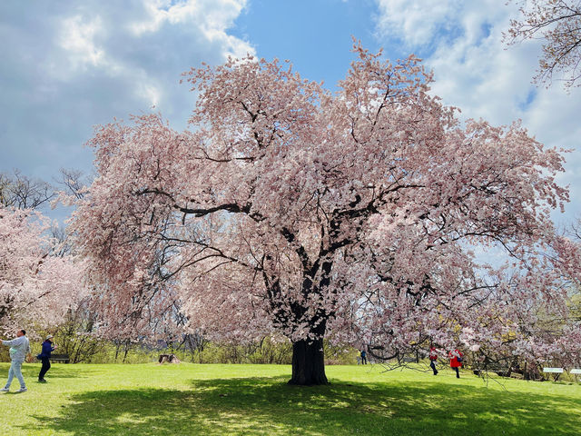 Early spring at the Royal Botanical Gardens in Canada.