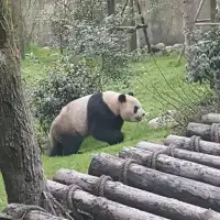 Panda Breeding Center in Dujiangyan! 🇨🇳