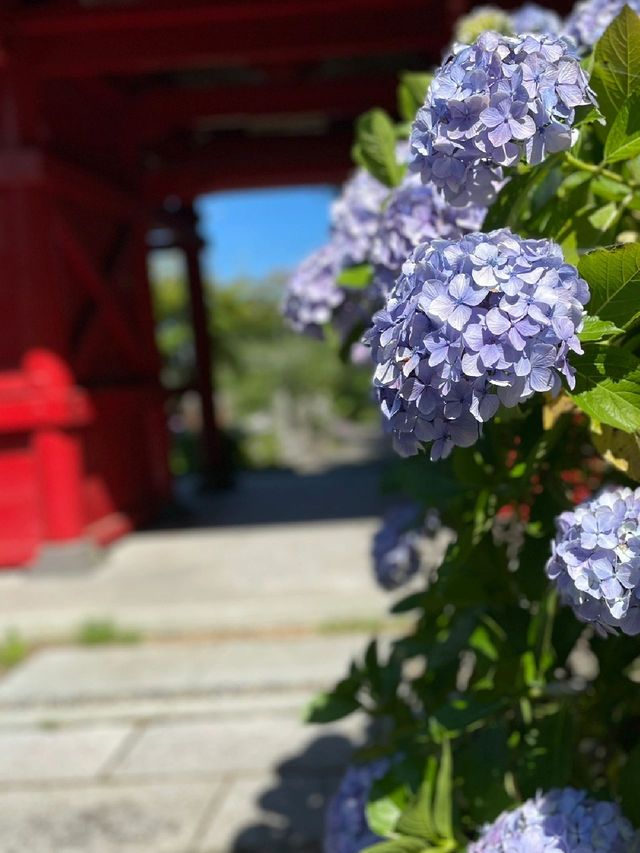 東京周邊超小眾紫陽花景點