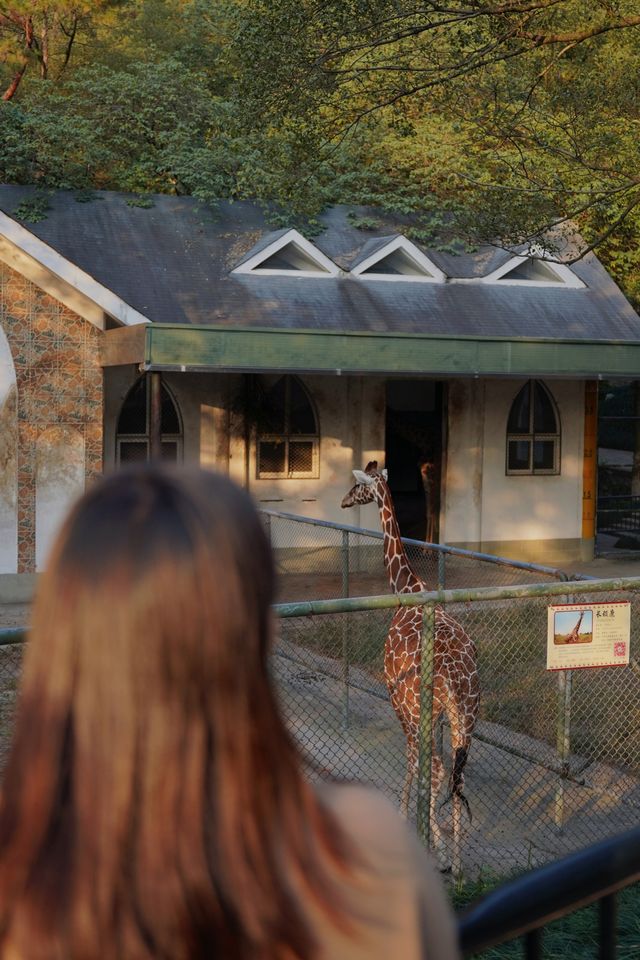 親子好去處溫州景山動物園爬山看動物