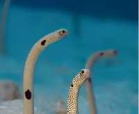 科莫多島旅遊必看攻略!!