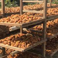 Persimmon Season in Guangdong 