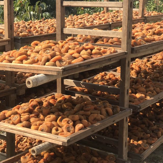 Persimmon Season in Guangdong 