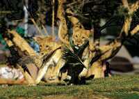 如何玩轉聖地牙哥野生動物園，景點介紹和遊玩指南