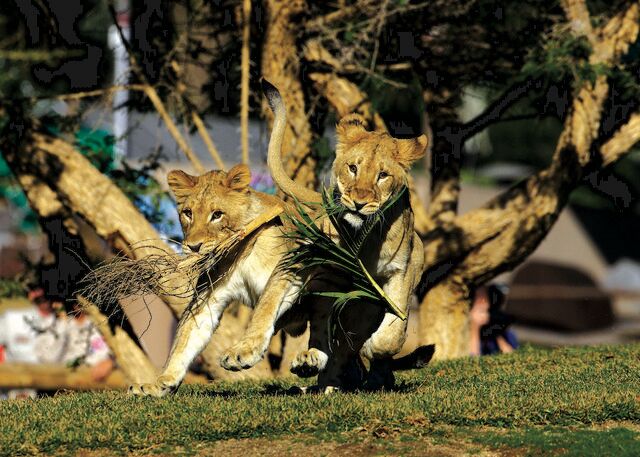 如何玩轉聖地牙哥野生動物園，景點介紹和遊玩指南