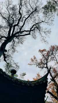 梅林南路·雲棲竹徑·真際寺 輕親子徒步