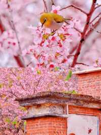 再過一個月泉州開元寺櫻花要開了!