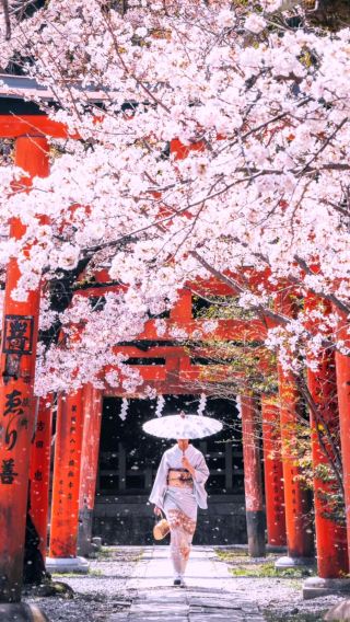 3-DAYS Highlights in Kyoto🌸⛩️