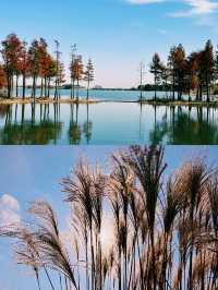 貢湖灣濕地，樹是最美麗的風景，你不想看看嗎？