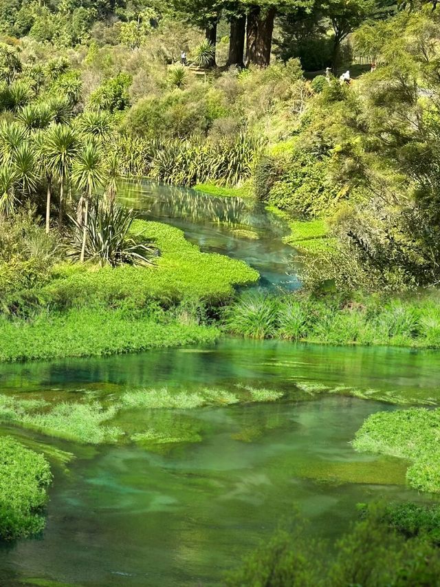 Blue Spring世界上最純淨的水源地