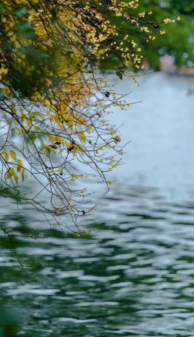 西湖邊唯一的臨水臘梅—郭莊