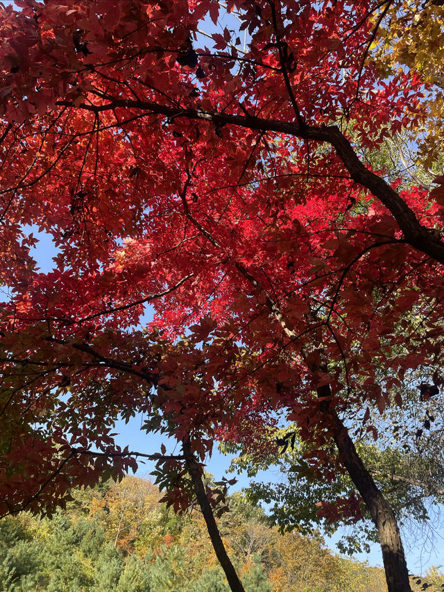 《關門山生態大峽谷景區》賞楓好去處