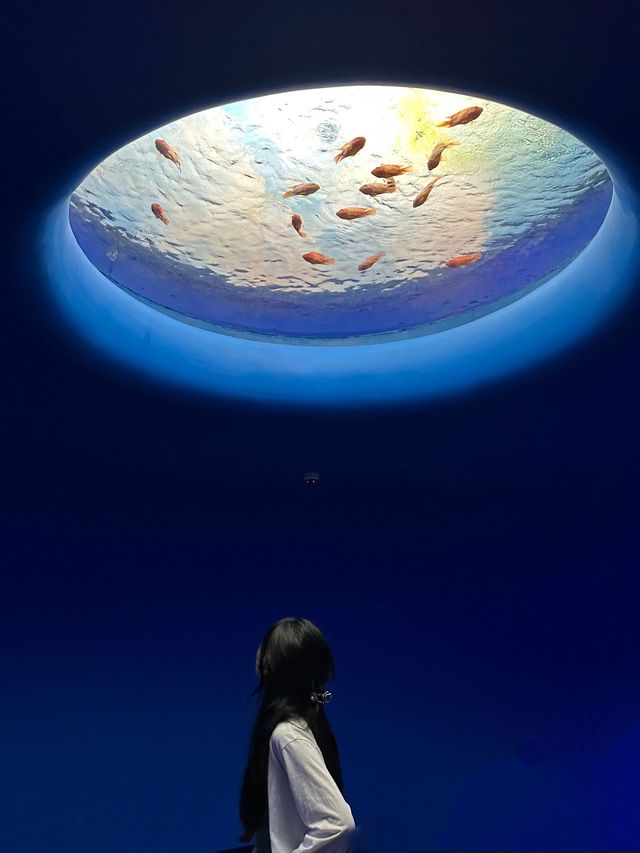 深圳海洋館!!超好拍三個區域遊玩:夢幻水母繽紛珊瑚