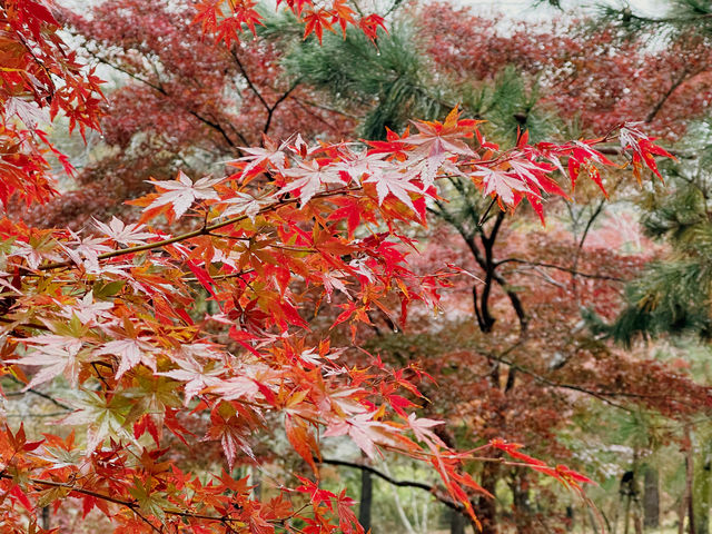 長瀞的紅葉小公園