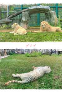 週末來看廣州動物園 “黑白飯團”大熊貓剛好