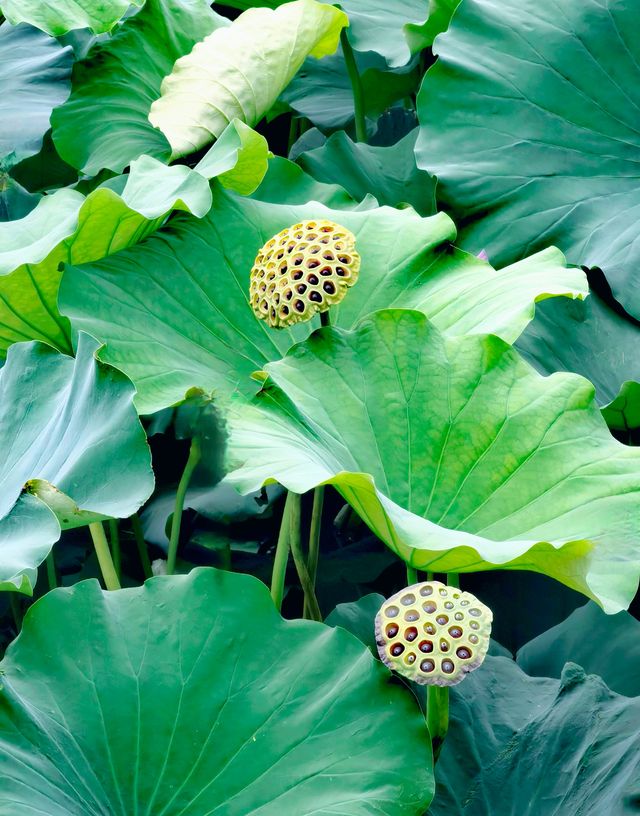 夏日賞荷,這裡的荷池別樣的美 夏日賞荷,這裡的荷池別樣的美