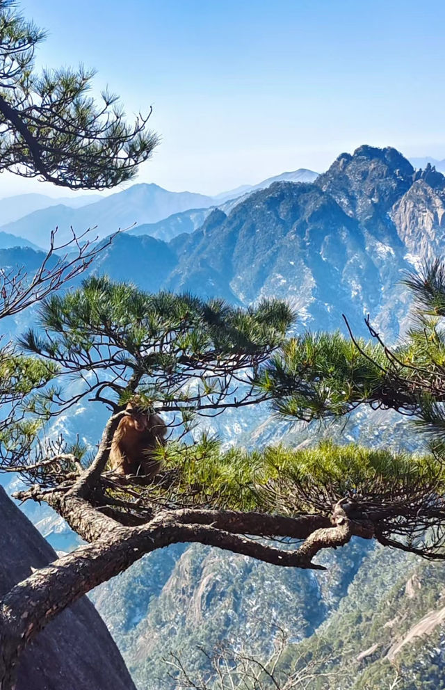 不做天上仙，願做黃山客