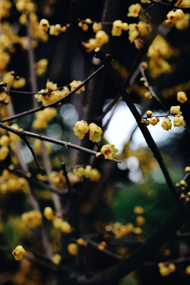 成都周邊|罨畫池 遊園賞梅好時節，超愛的川西中式園林開園啦