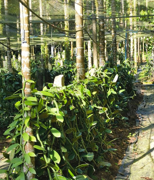 興隆熱帶植物園——科技是第一生產力的實例解讀
