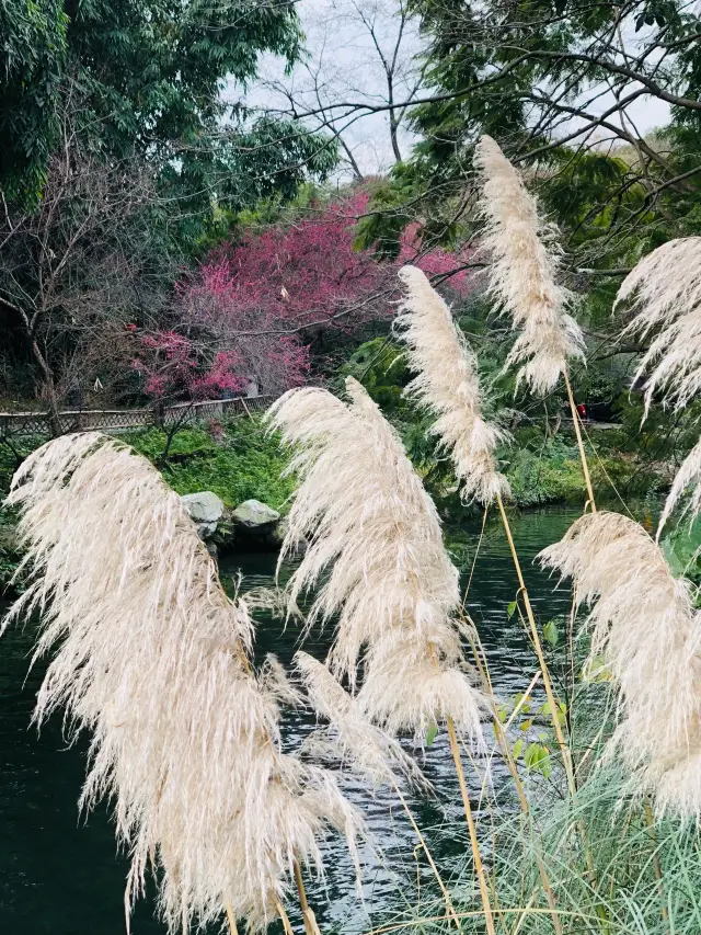 成都｜浣花溪紅梅花開啦