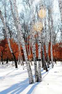 「冰雪奇緣」的現實地：小眾的小興安嶺