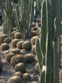 廈門【這樣逛植物園，不踩雷】