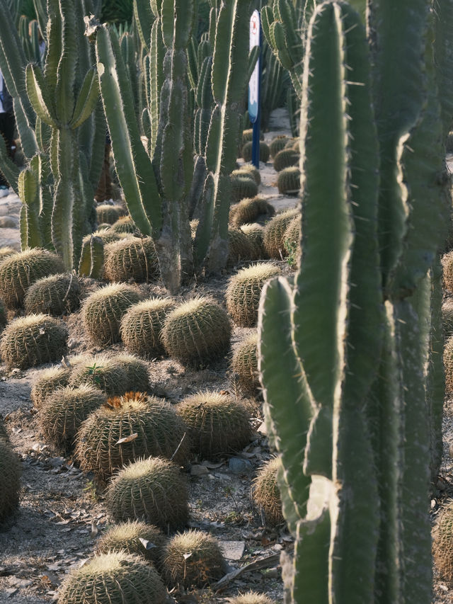 廈門【這樣逛植物園，不踩雷】