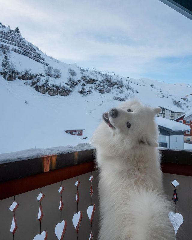 Just a fluffy boy having the most amazing time at @edelweiss.zuers! 😍❤️ *Ad / Werbung