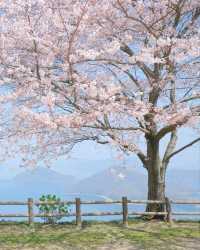 日本櫻花·一個人旅行·重新認識自己的機會