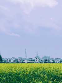 崇州重慶路油菜花黃了 | 成都春日賞花攻略