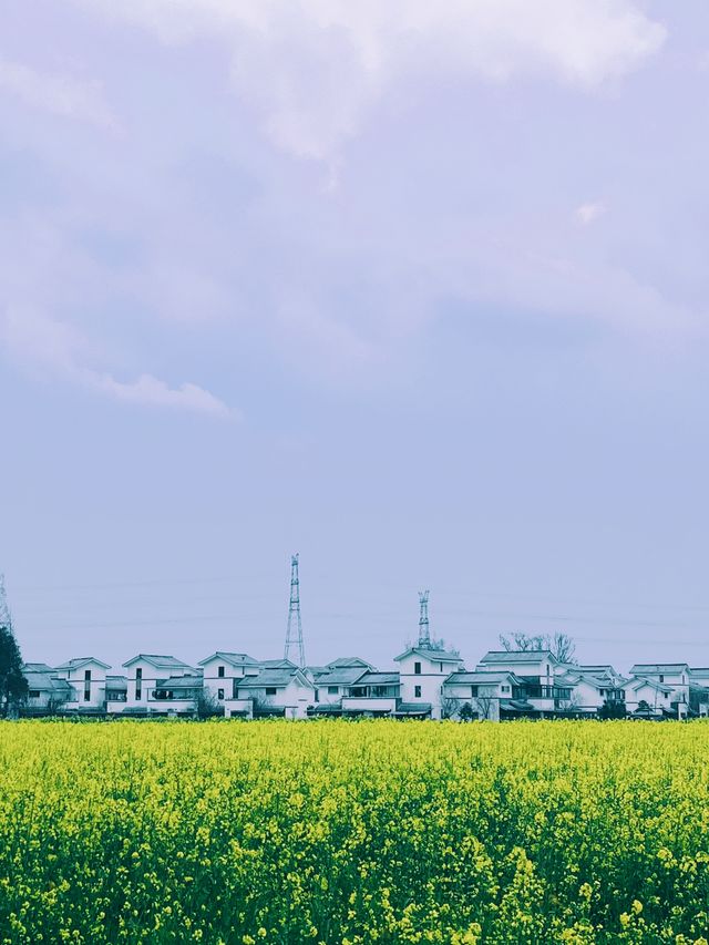 崇州重慶路油菜花黃了 | 成都春日賞花攻略