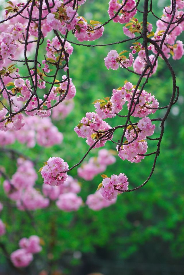 春日裡岱廟拍花賞花指南