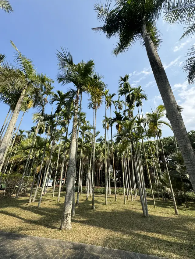 Travel Guide for a 3-day, 2-night Trip to Xishuangbanna with a 70-year-old Elder